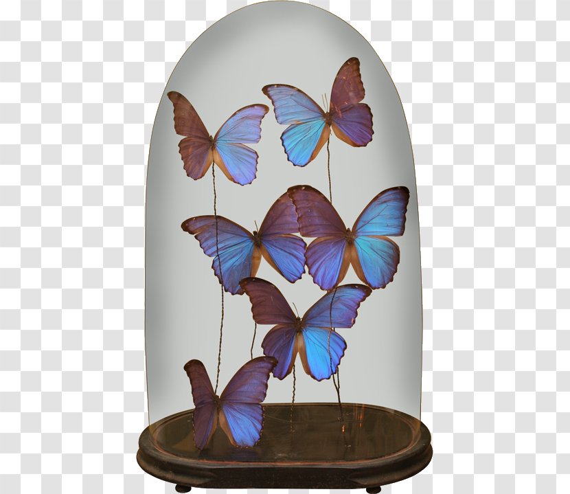 Butterfly Daytime Ansichtkaart Morning Birthday - Moths And Butterflies - Crafts Transparent PNG