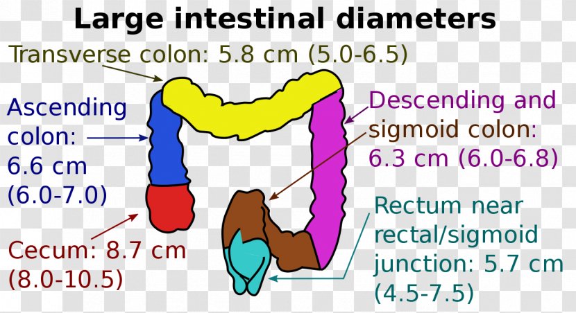 Large Intestine Descending Colon Small Cecum Ascending - Silhouette Transparent PNG