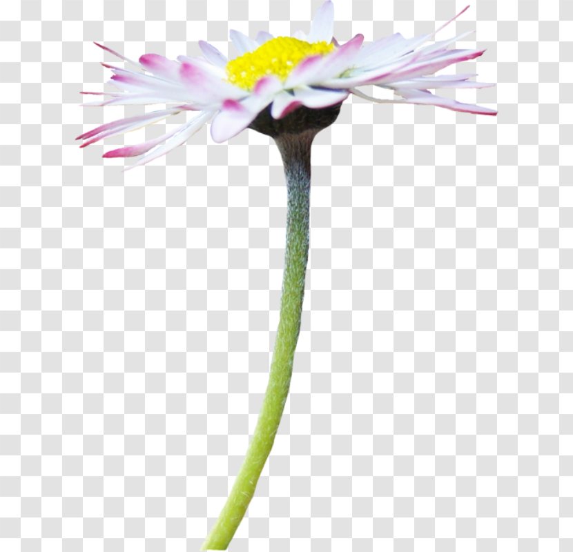 Cut Flowers Oxeye Daisy Tripleurospermum Inodorum Chamomile Flowering Plant - Matricaria Transparent PNG