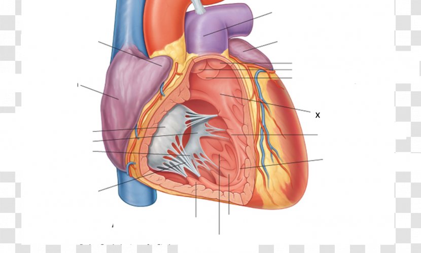 Anterior Interventricular Sulcus Posterior Artery Branch Of Left Coronary Septum - Heart Transparent PNG