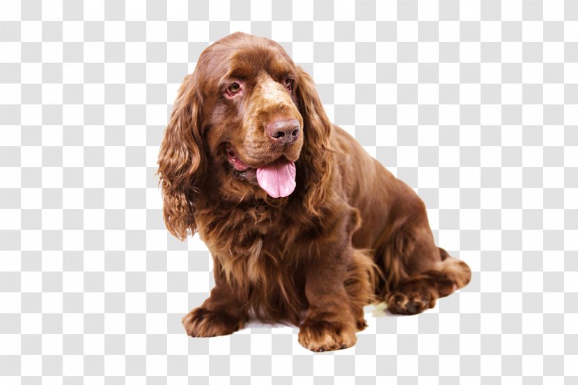 Sussex Spaniel Clumber English Cocker Springer Cavalier King Charles - Breed - Field Transparent PNG