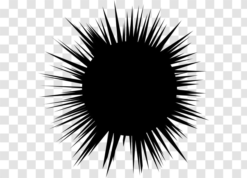Sea Urchin Drawing Hedgehog Clip Art - Eye - Vector Transparent PNG