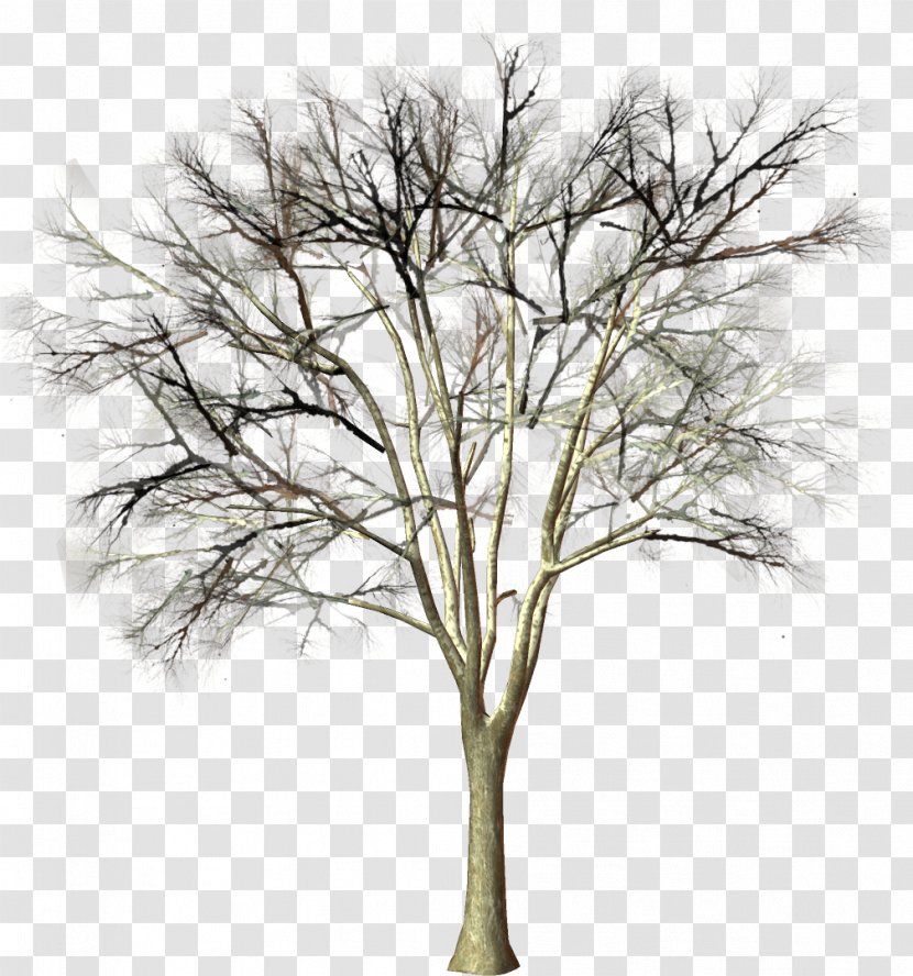 Tree Branch Woody Plant Clip Art - Author - Snow Transparent PNG