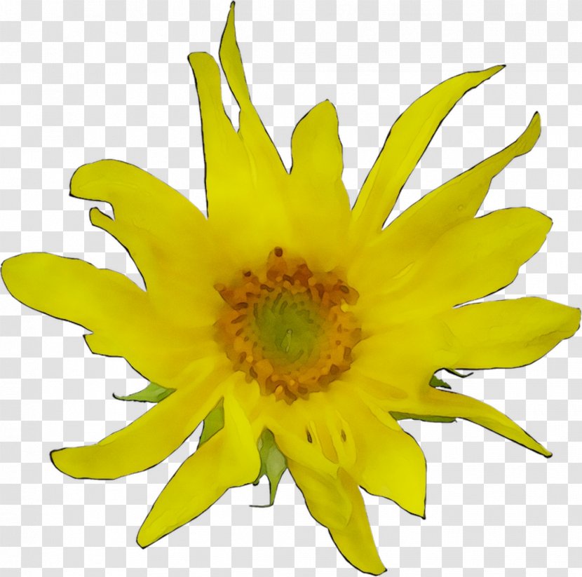 Common Sunflower Yellow Seed Pollen Transparent PNG