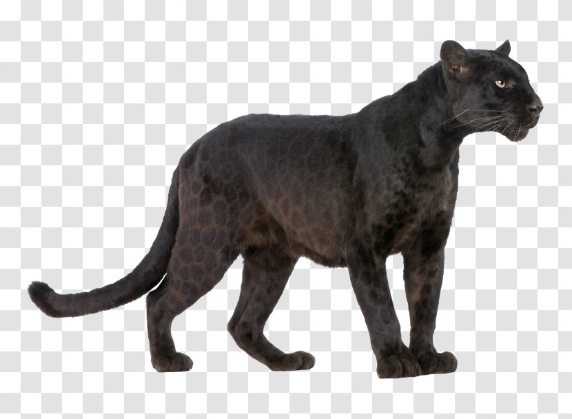 Black Panther Jaguar Cheetah Cougar Royalty-free - Small To Medium Sized Cats Transparent PNG