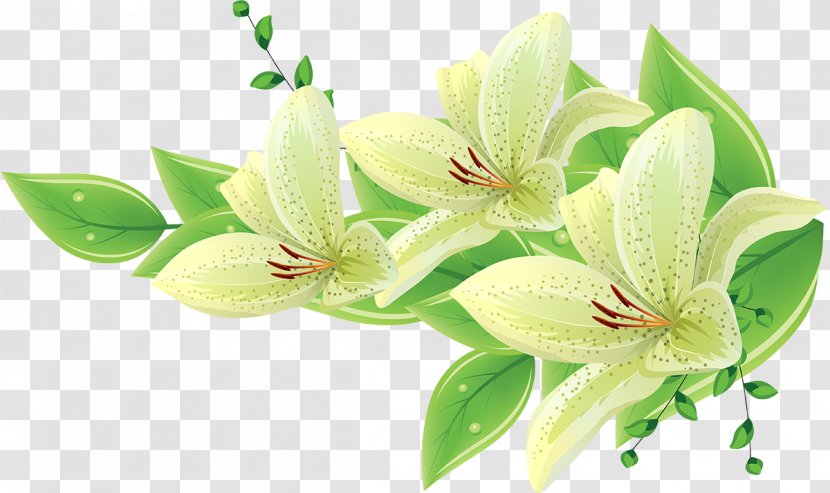 Botanical - Flower - Cdr Transparent PNG