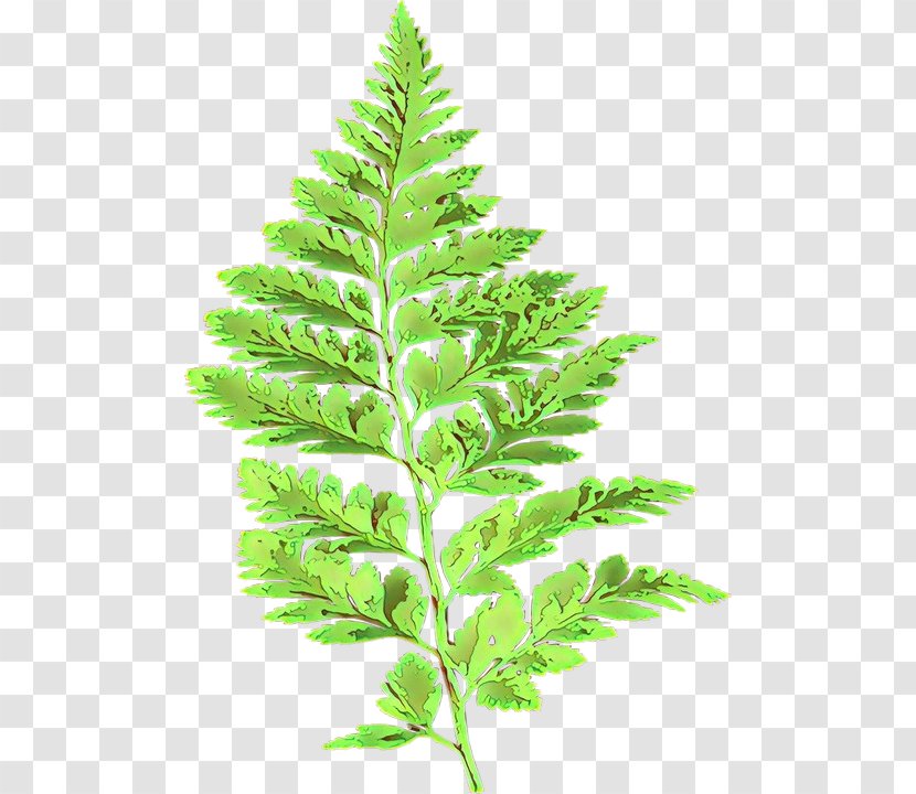 Barnsley Fern Leaf Plants Vascular Plant - Herbaceous - Nature Transparent PNG