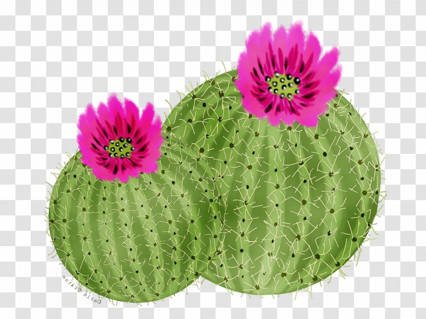 Pink Flower Cartoon - Cactus - Perennial Plant Flowering Transparent PNG