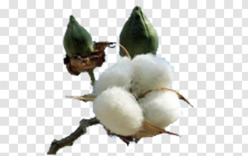 Cotton Plant Gossypium Hirsutum Textile Fiber - Agriculture Transparent PNG