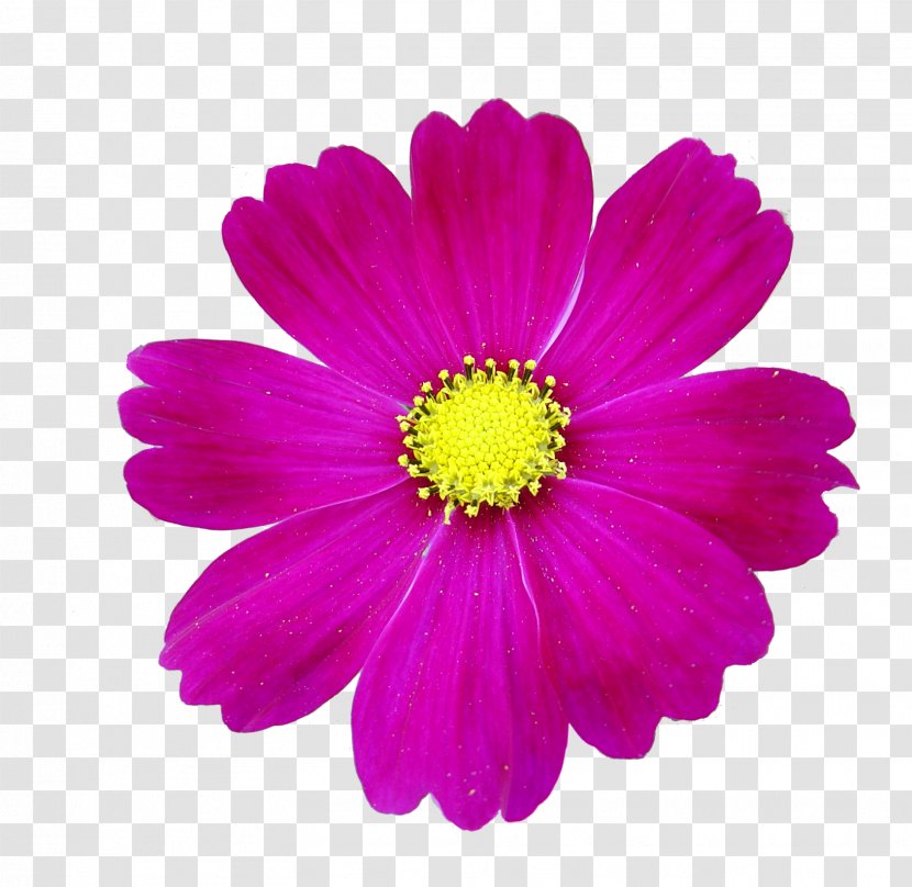 Animation Flower Photography - Magenta Transparent PNG