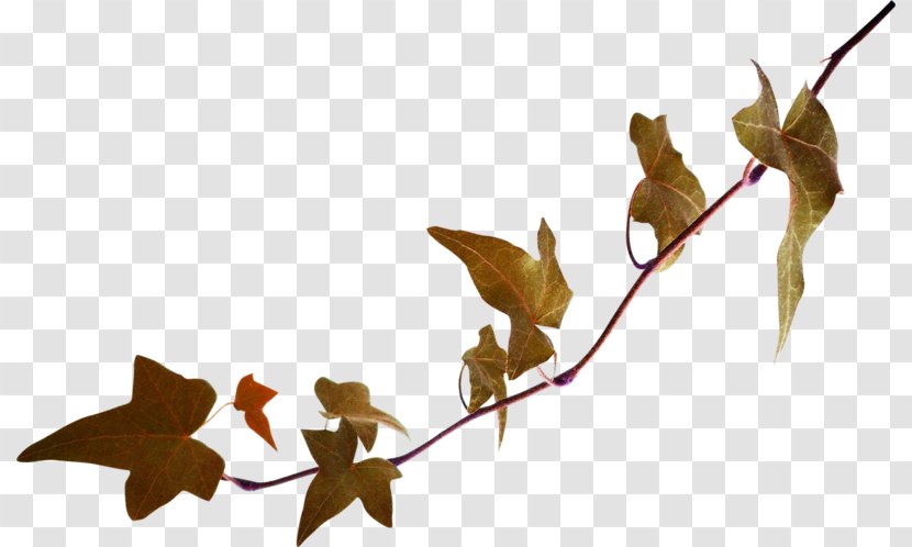 Twig Leaf Green Image - Branch Transparent PNG