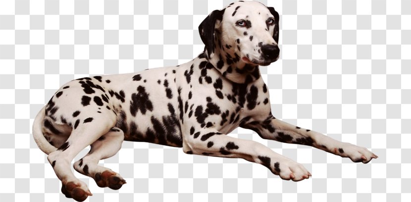 Dalmatian Dog Pembroke Welsh Corgi Puppy The Hundred And One Dalmatians 101 Musical - Breed Transparent PNG