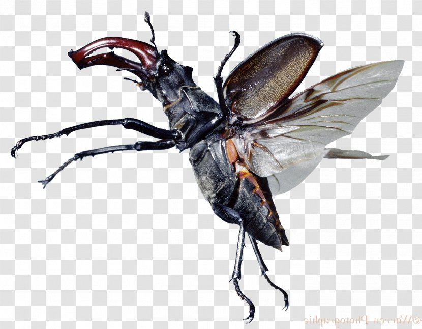 Stag Beetle Lucanus Cervus Deer Antler - Fly Insect Transparent PNG