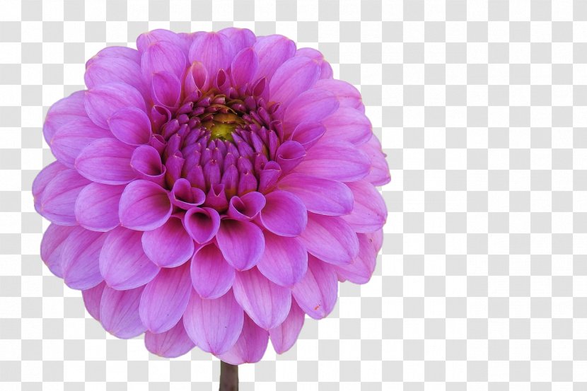 Dahlia Flower Garden Pink Flowers Cut Transparent PNG