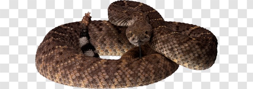 Western Diamondback Rattlesnake Vipers - Image File Formats - Snake Transparent PNG