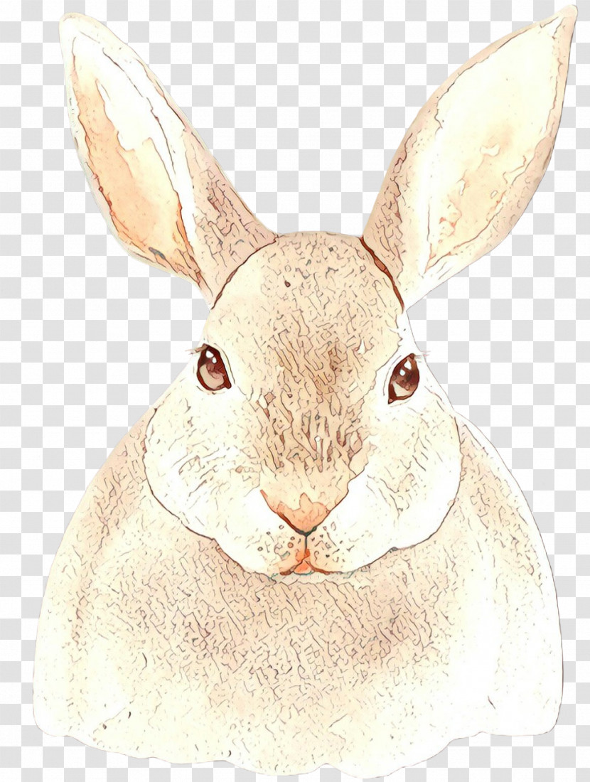 Rabbit Mountain Cottontail Rabbits And Hares Hare Snout Transparent PNG