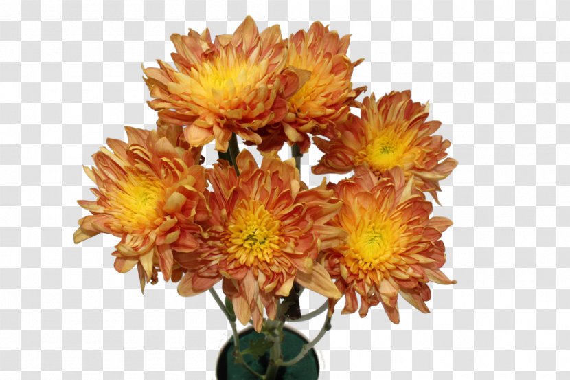 Cut Flowers Chrysanthemum Anthurium Andraeanum Plant - Red Transparent PNG