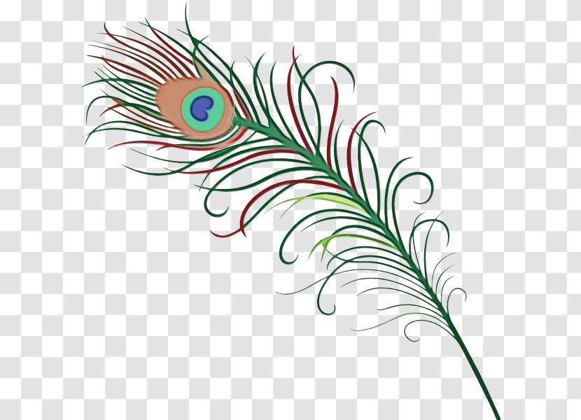 Peacock Drawing - Natural Material Quill Transparent PNG