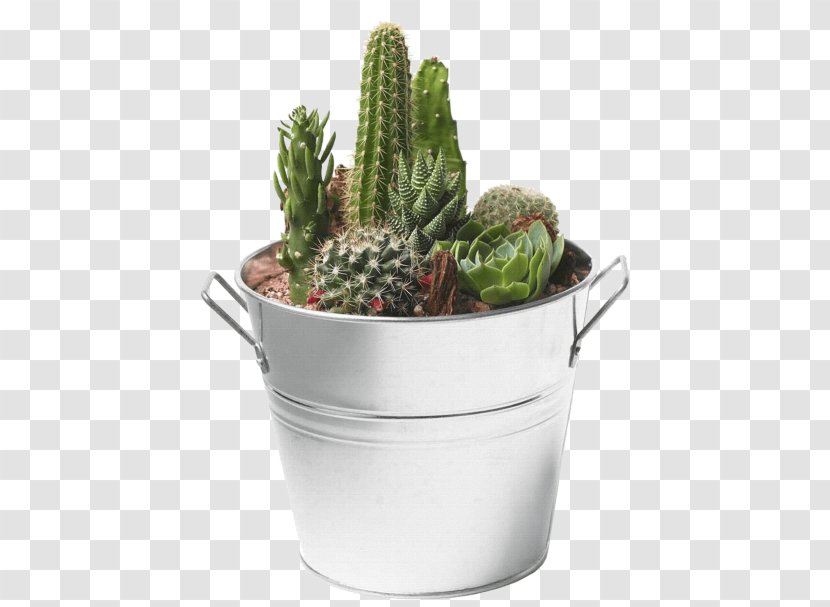 Succulent Plant Cactus Desktop Wallpaper Transparency Transparent PNG