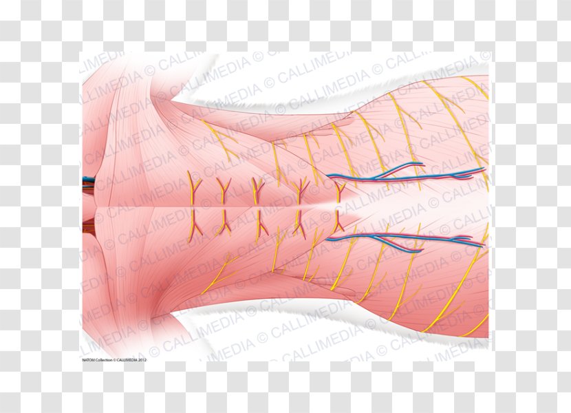 Finger Product Design Muscle Shoe Nerve - Silhouette - Superficial Temporal Transparent PNG