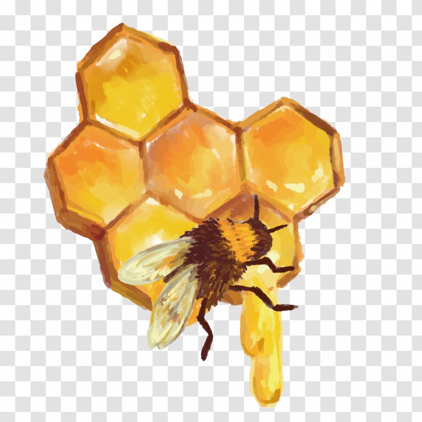 Beehive Honeycomb Honey Bee - Pollinator - Vector Nest Transparent PNG