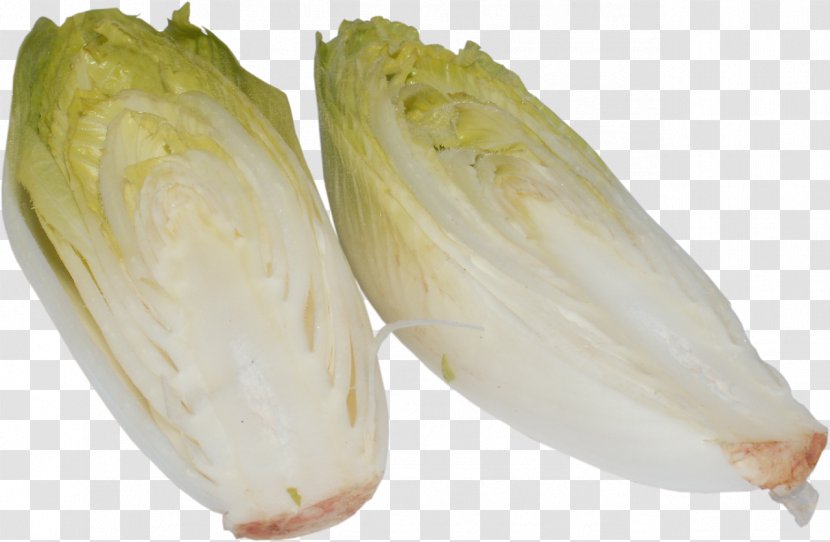 Endive Chicory Cichorium Endivia Leaf Vegetable - Daisy Family Transparent PNG