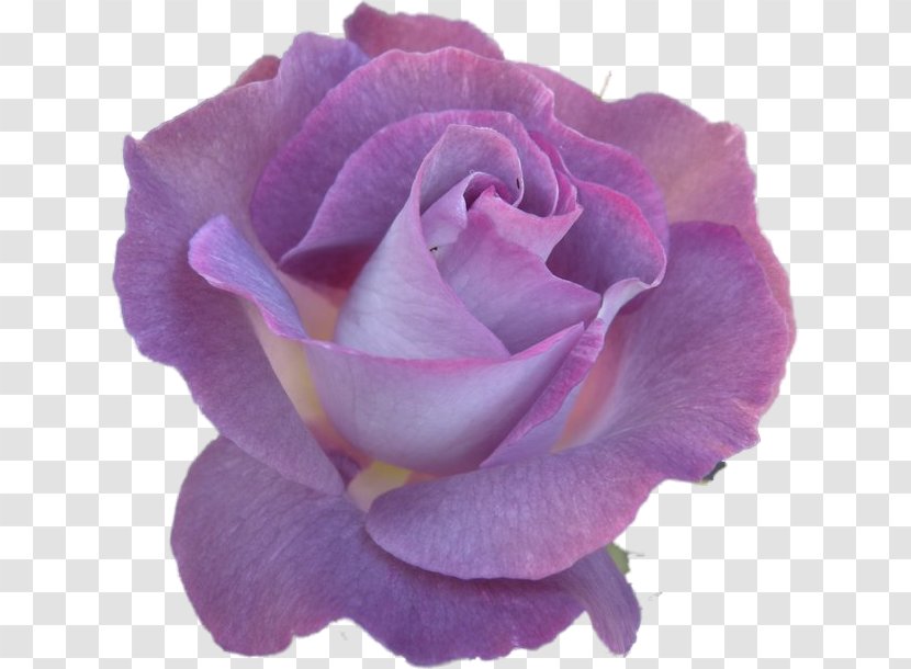 Floribunda Garden Roses Cabbage Rose Cut Flowers - Red - Flower Transparent PNG
