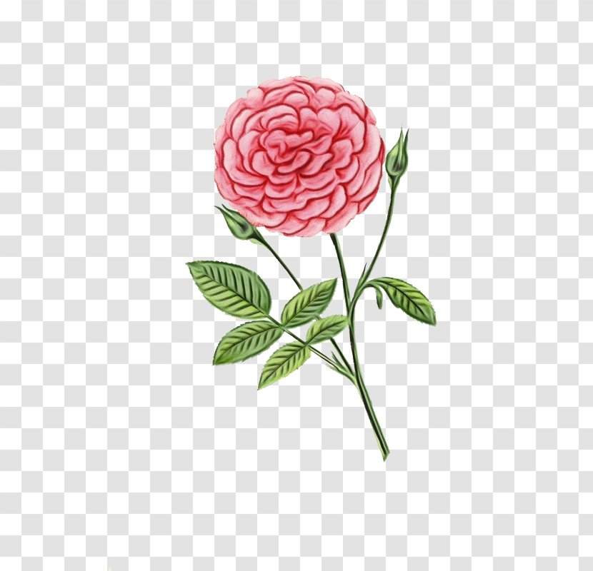 Rose - Flower - Family Floribunda Transparent PNG