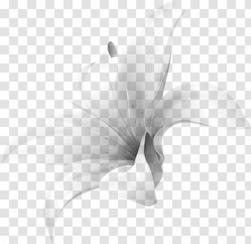 Lily M - Monochrome Photography - Real White Flower Transparent PNG