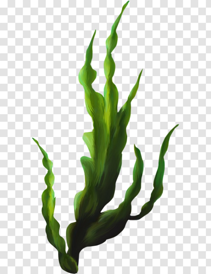 Seaweed Kelp Clip Art - Aquatic Plants Transparent PNG