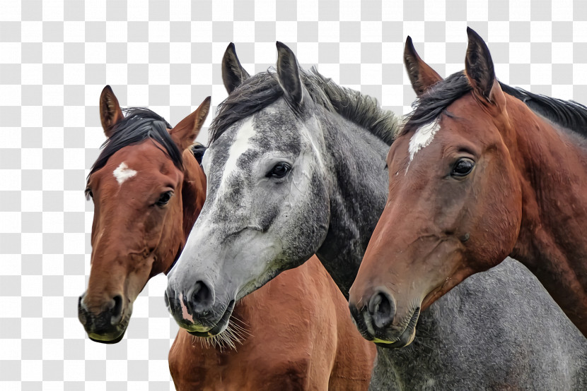 Equestrianism Horses Arabian Horse Pony Horse Training Transparent PNG
