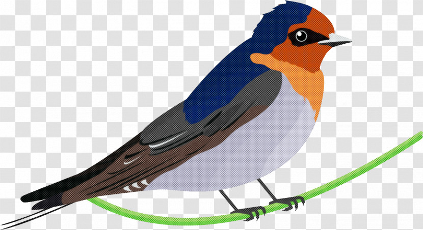 Bird Beak European Robin Songbird Old World Flycatcher Transparent PNG