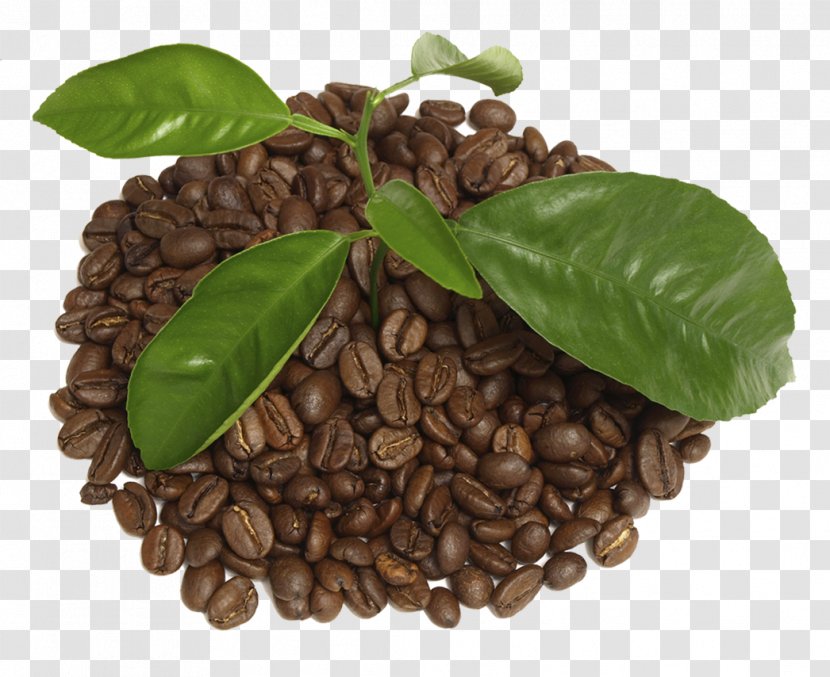 Coffee Bean Tea Cafe Cup - Beans Transparent PNG