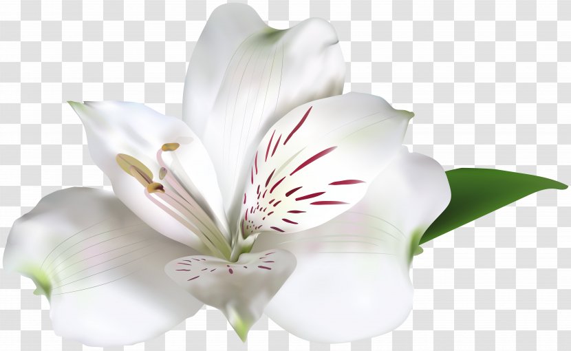 White Rose Amaryllis Belladonna Clip Art - Lilium - Alstroemeria Image Transparent PNG