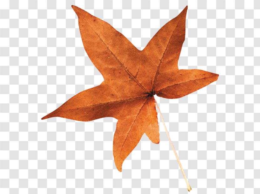 Maple Leaf Transparent PNG