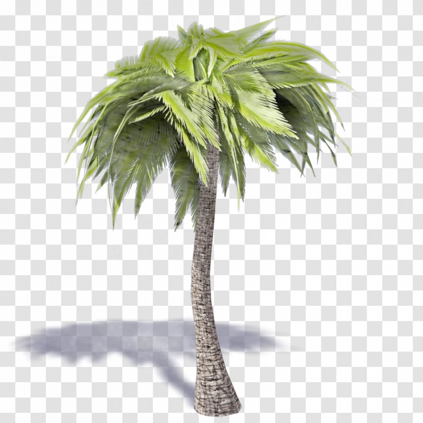 Asian Palmyra Palm Coconut Ravenea Sabal Tree - Woody Plant Transparent PNG