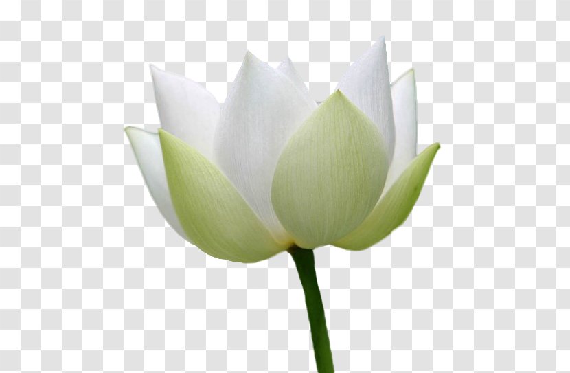 Lilium Candidum White Nelumbo Nucifera Realism - Proteales - Realistic Lily Transparent PNG