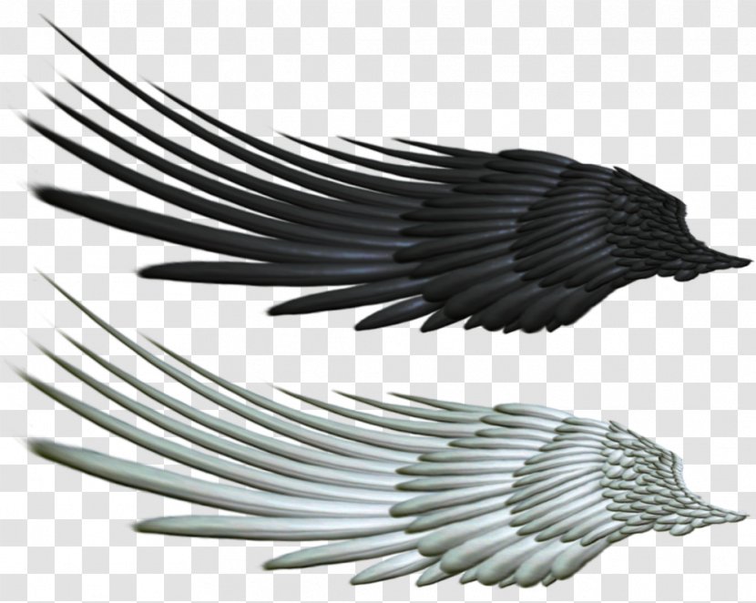 Wing Desktop Wallpaper Clip Art - Bird - Wings Transparent PNG
