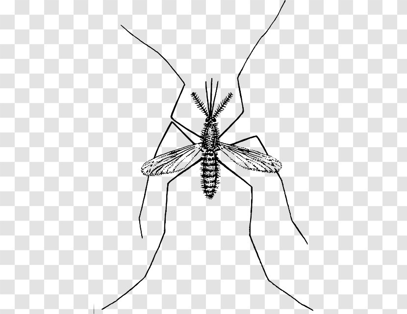 Marsh Mosquitoes Clip Art - Mosquito Control - Malaria Transparent PNG