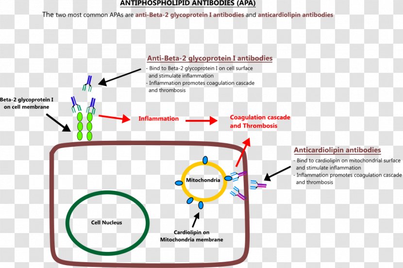 Anti-cardiolipin Antibodies Antiphospholipid Syndrome Antibody Mitochondrion - Tree - Return Home Transparent PNG