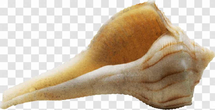 Sea Snail Seashell Conch - Photography - Yellow Transparent PNG
