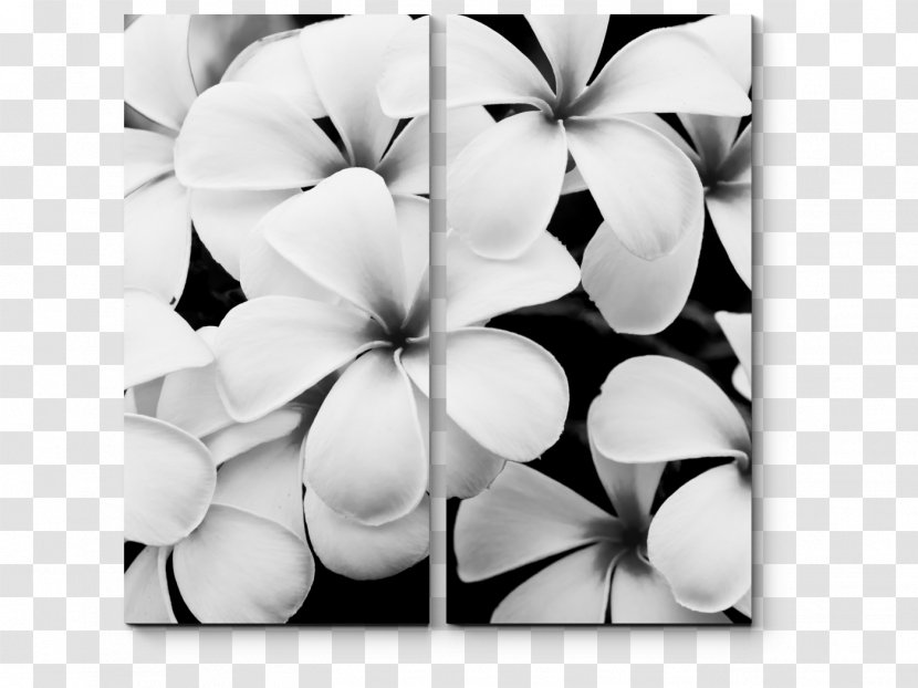 Stock Photography Black And White Flower - Petal Transparent PNG