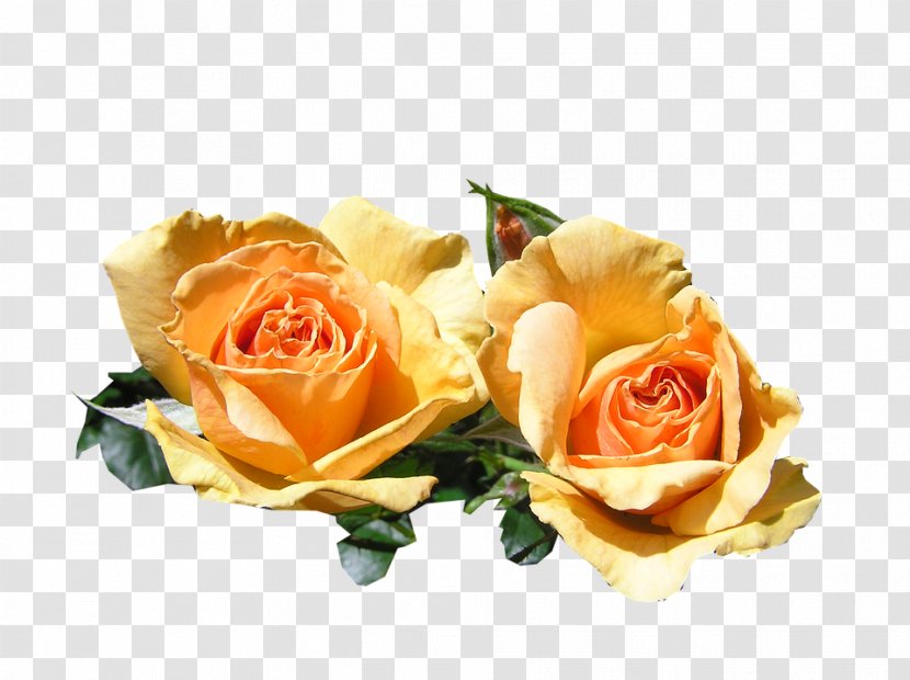 Garden Roses Austrian Briar Flower Yellow - Peach Transparent PNG