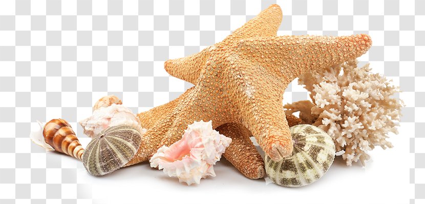 Seashell Beach Clip Art - Image File Formats - Sea Shells Transparent PNG