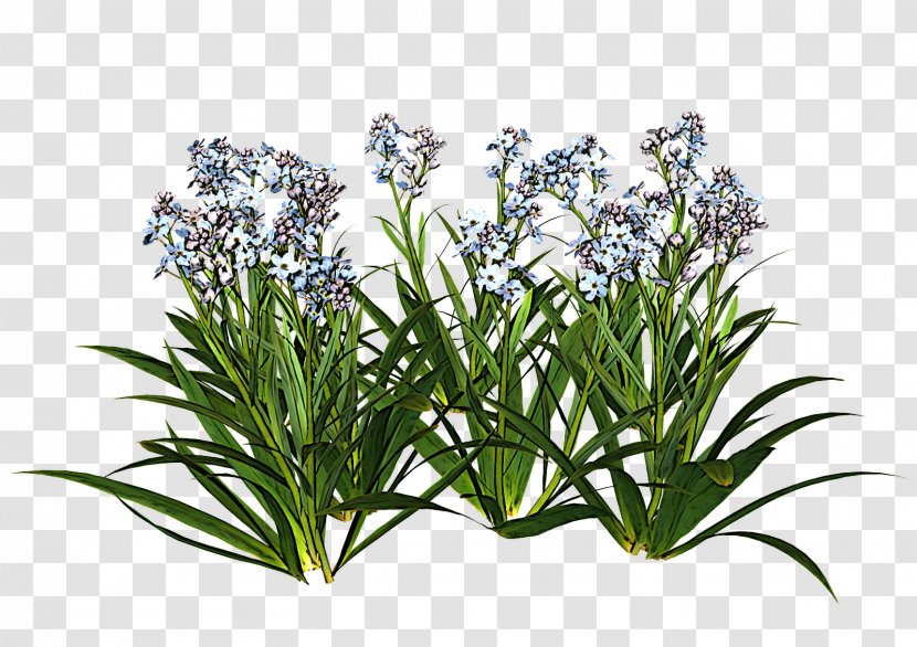 Rosemary - Flower - Perennial Plant Herb Transparent PNG