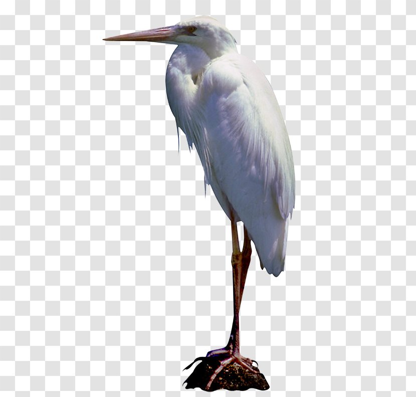 Great Egret Bird White Stork Little Blue Heron Blog - Fauna Transparent PNG
