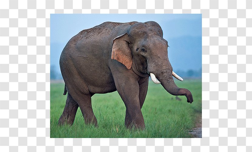Indian Elephant African Tusk Grassland Wildlife - India - Safari Transparent PNG