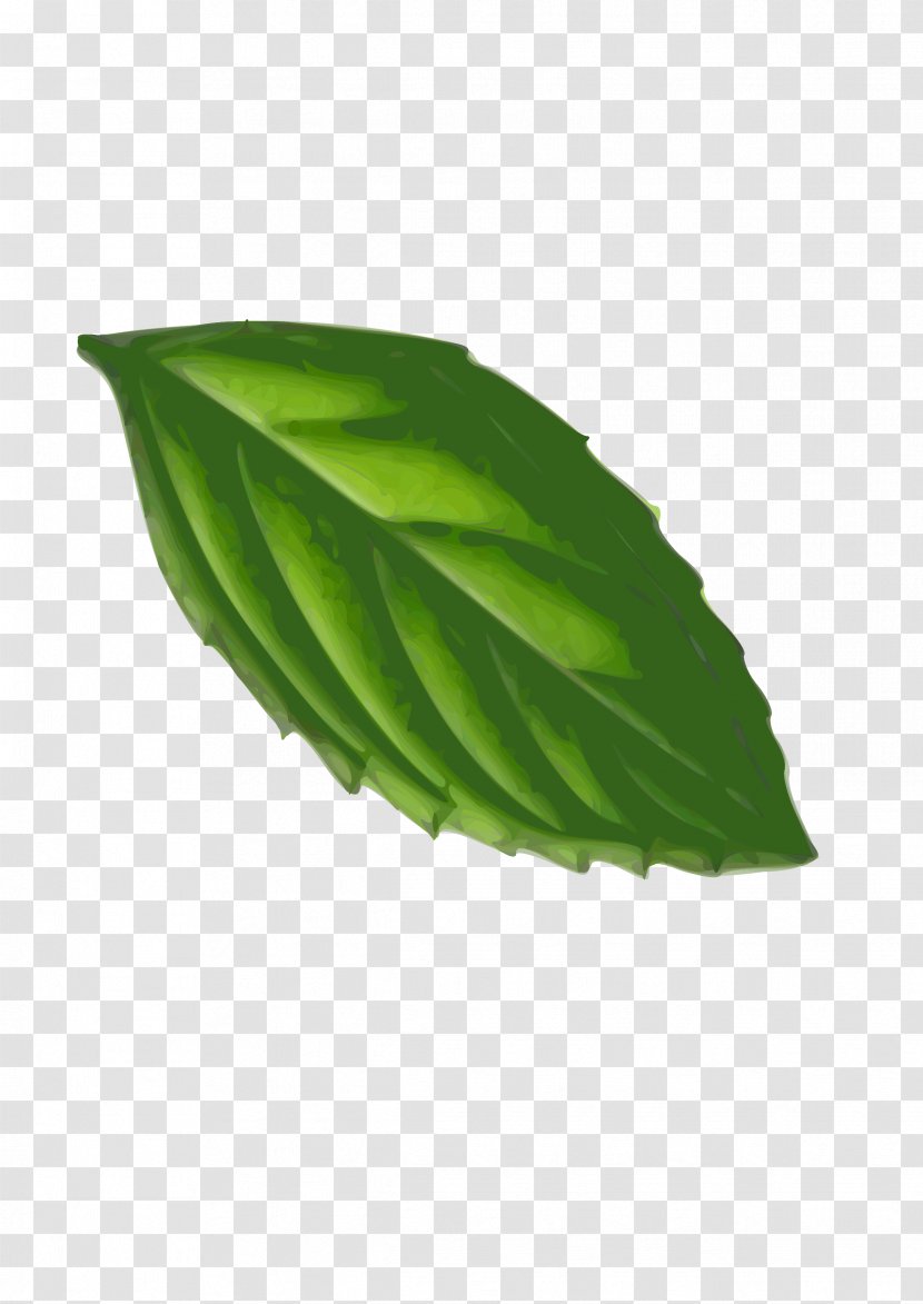 Peppermint Leaf Clip Art - Herb - Mint Transparent PNG