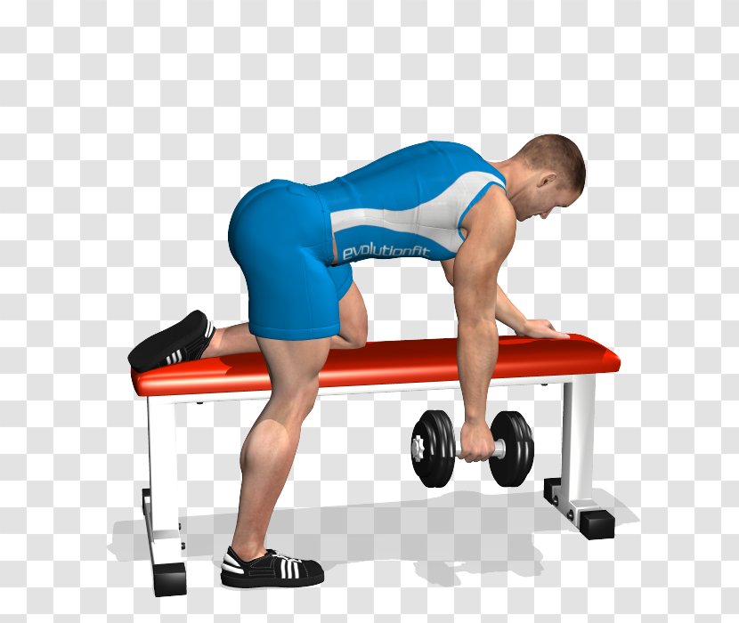 Bent-over Row Bench Dumbbell Exercise - Frame Transparent PNG