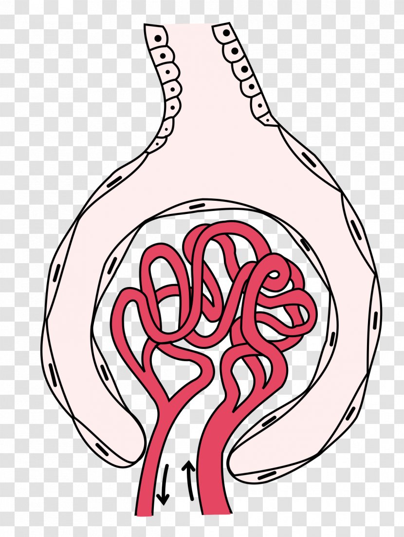 Glomerulus Kidney Capillary Bowman's Capsule Renal Corpuscle - Tree Transparent PNG
